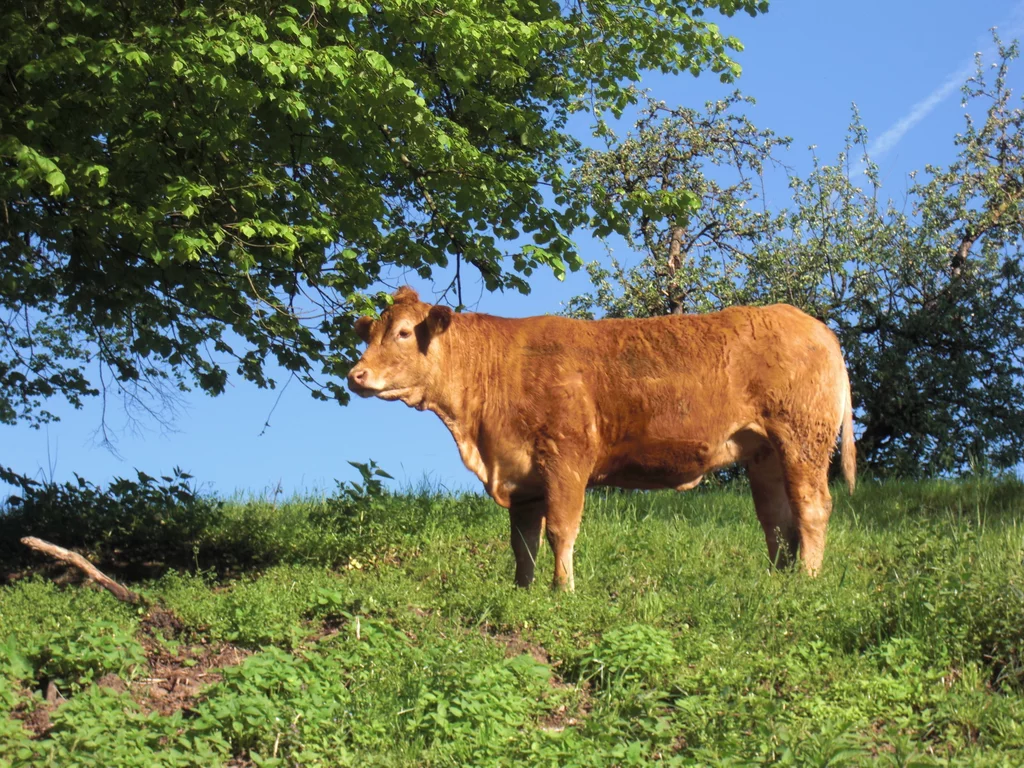 Bio Rindfleisch aus Hafning | Hafninger Weide